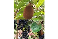 Albion Eclafutur Treatments & Serum