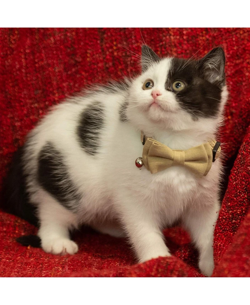 Aronkl Breakaway Cat Collar with Bell Detachable Bowtie Adjustable Safety for Small Pets