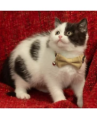 Aronkl Breakaway Cat Collar with Bell Detachable Bowtie Adjustable Safety for Small Pets