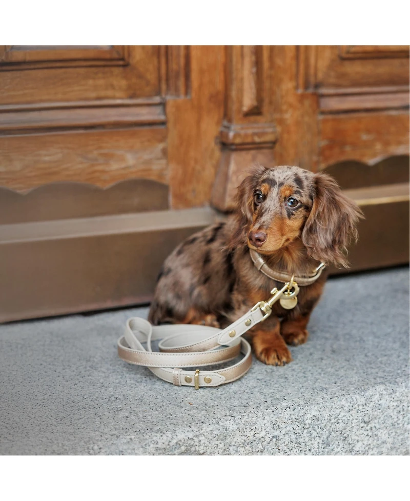 Pet Dog Collar - Nina Woof