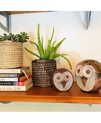 Mbare Succulent Basket Planter