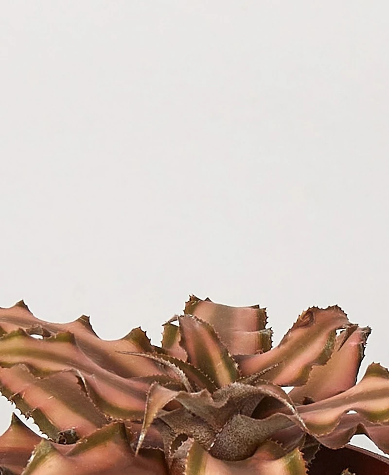 Cryptanthus 'Pink Star' Live Plant, 4" Pot