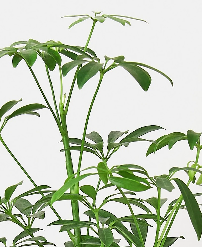 Schefflera Arboricola 'Umbrella Plant' Live Plant, 6" Pot