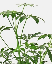 Schefflera Arboricola 'Umbrella Plant' Live Plant, 6" Pot