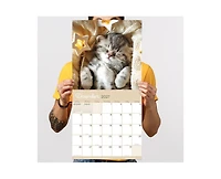 Tf Publishing Paper Goods 2027 Cat Dreams Wall Calendar