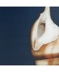 Madison Park Ocean Seashells 4-Pc. Framed Canvas Print Set