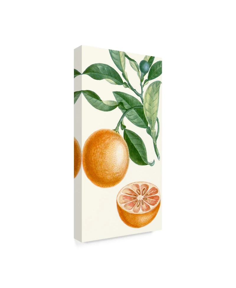 Turpin Turpin Fruit Ii Canvas Art - 15" x 20"