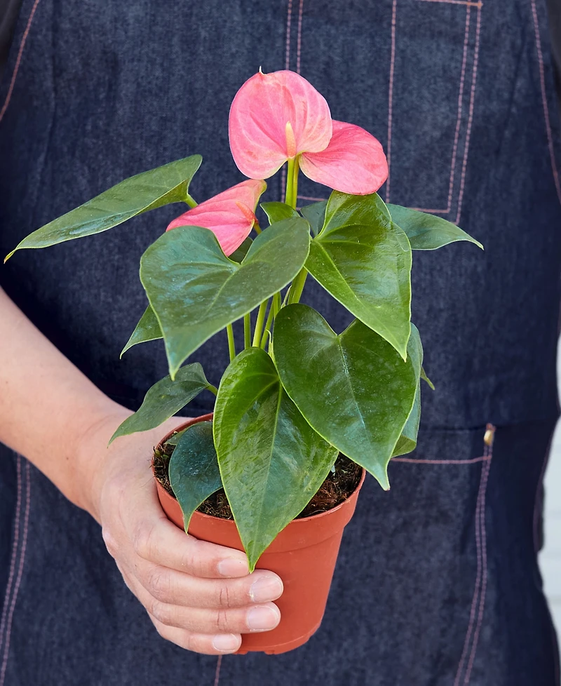 Anthurium Live Plant