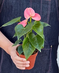 Anthurium Live Plant