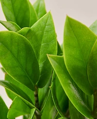 Zamioculcas Zamiifolia Zz Live Plant, 4" Pot