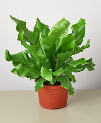 Bird's Nest 'Nidus' Fern Live Plant, 6" Pot