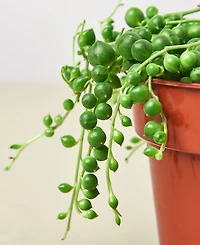 Succulent String of Pearls Live Plant, 6" Pot