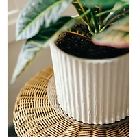 Curtis Wagner Plastics Vinyl Plant Saucer, Clear, 16-Inch Diameter