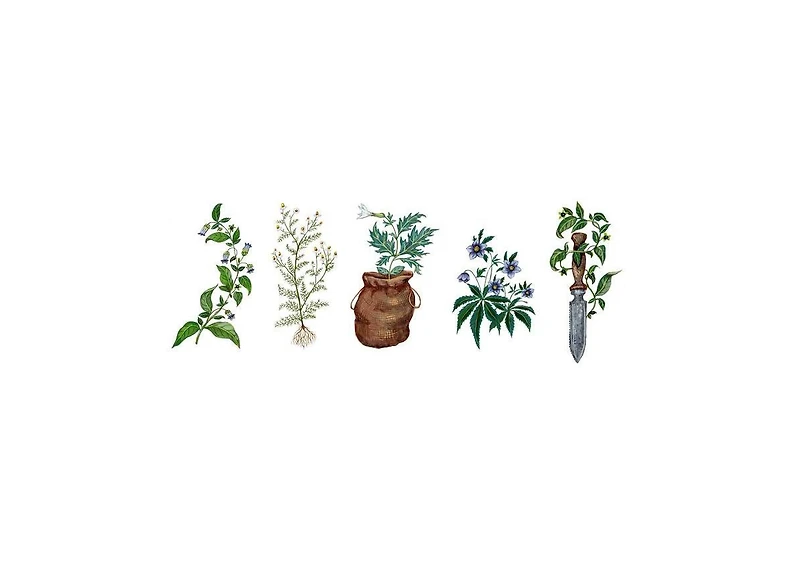 Wild Witchcraft: Folk Herbalism, Garden Magic, and Foraging for Spells, Rituals, and Remedies by Rebecca Beyer