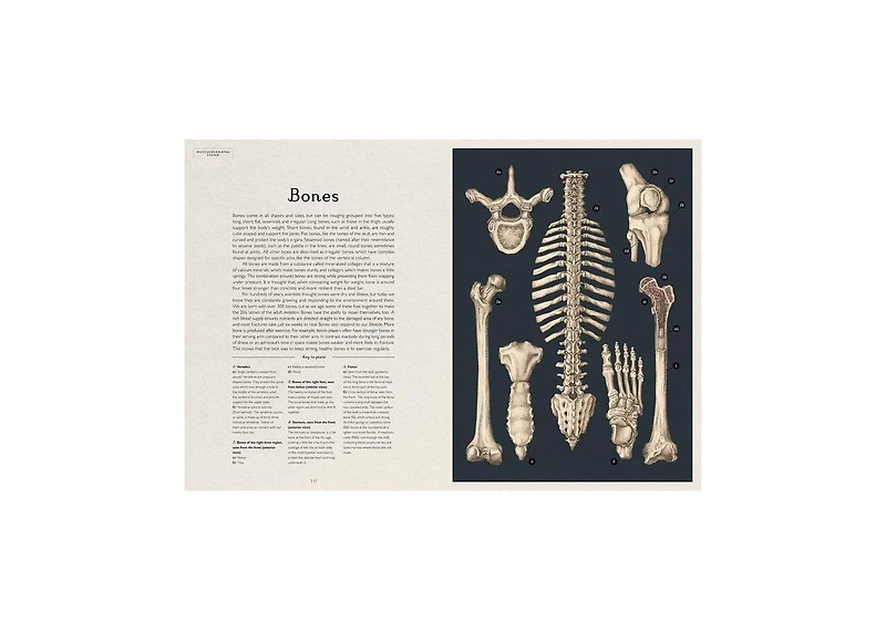 Anatomicum- Welcome to the Museum by Jennifer Z. Paxton