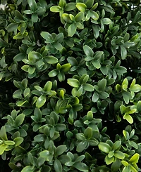 Nearly Natural 3ft. Uv Resistant Artificial Boxwood Plant with Integrated Ground Stake Indoor/Outdoor - Set of 2