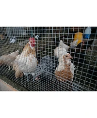 Streamdale Galvanized Hardware Cloth for Fencing (36" x 100ft, 1/4" Mesh)