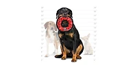 Tuffy Medium Red Ring-Yellow Bone 2 Pack, Dog Toy