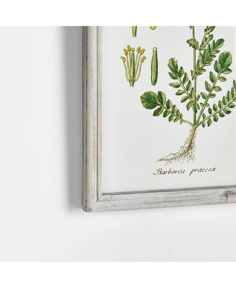 Perennial Botanical Study, Set Of 6 Wall Art