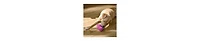 Hedgehog with tennis ball Dog Toy