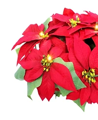 Puleo 24" Pre-Lit Artificial Poinsettia Window Box Decor