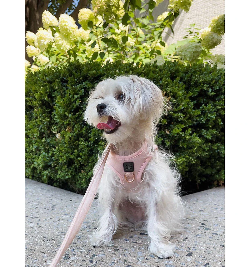 Dogistry City Dog Leash