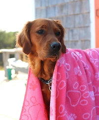 Delilah Home Drytek High Performance Dog Bath Towel 30" X 54"