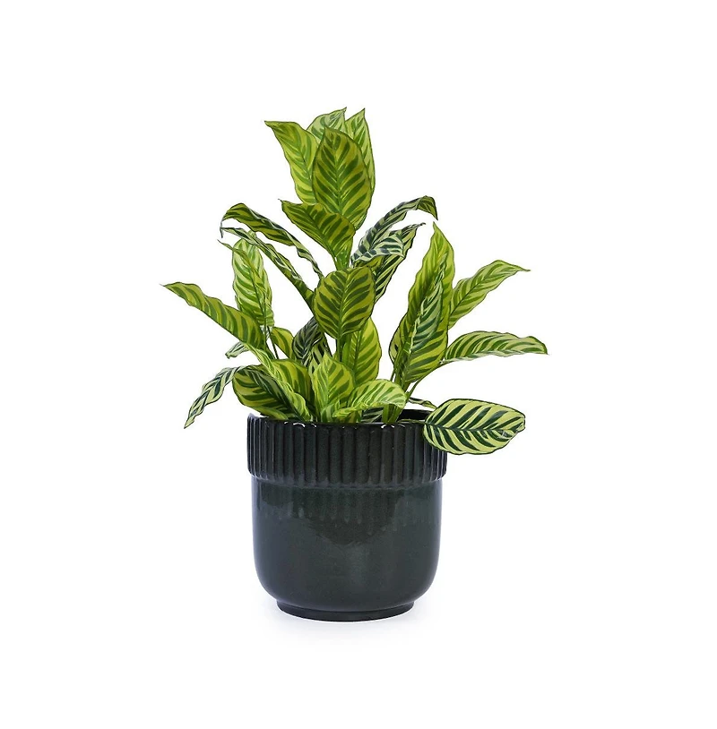Chic Crate 3-Piece Ceramic Flowerpot Set