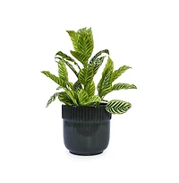 Chic Crate 3-Piece Ceramic Flowerpot Set