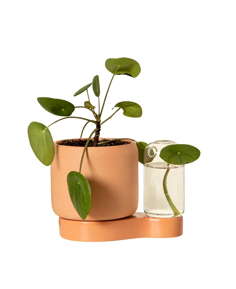 Uncommon Goods Self-Watering Terra-Cotta Planter & Propagation Station