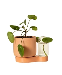 Uncommon Goods Self-Watering Terra-Cotta Planter & Propagation Station
