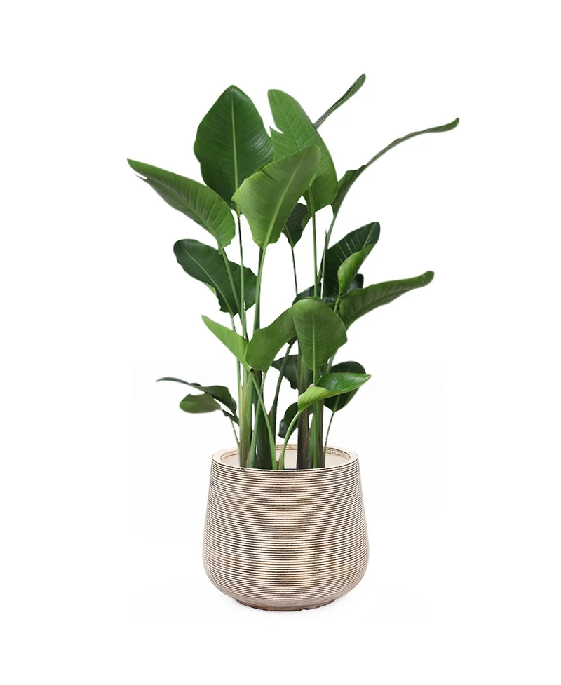 LuxenHome LuxenHome Distressed Tan MgO Tapered Round Planter