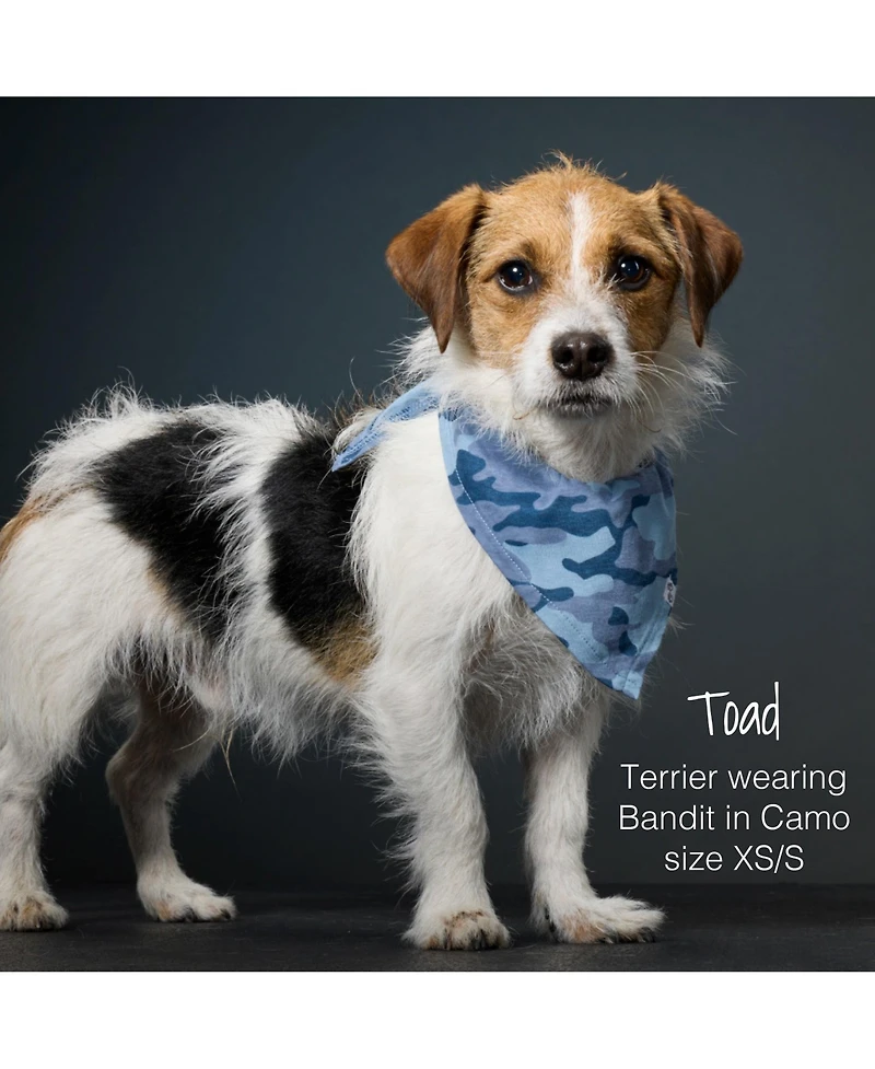 Pet Passion Bandit The Bandana