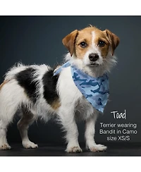 Pet Passion Bandit The Bandana