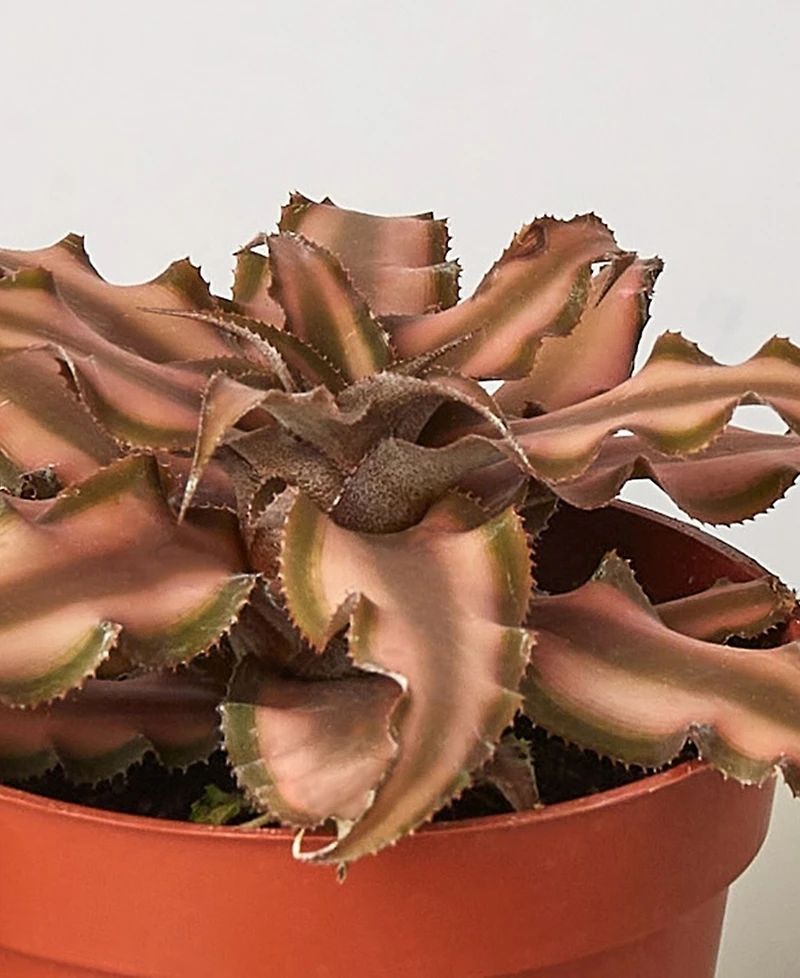 Cryptanthus 'Pink Star' Live Plant, 4" Pot