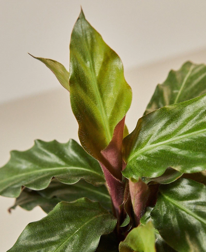 Calathea Rufibarba 'Furry Feather' Live Plant, 6" Pot