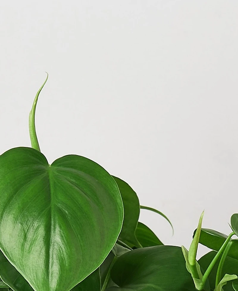 Philodendron Cordatum Heartleaf Live Plant, 6" Pot