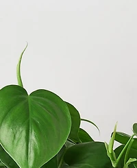Philodendron Cordatum Heartleaf Live Plant, 6" Pot