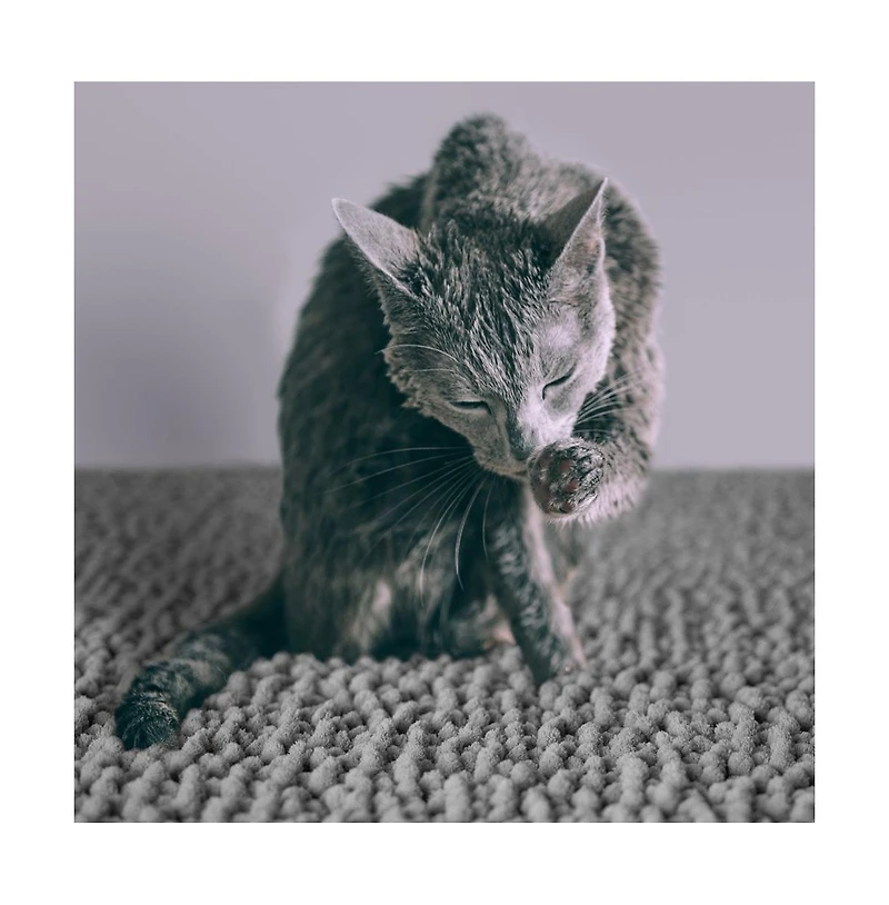 CatGuru Cat Litter Mat