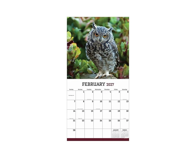 Tf Publishing Paper Goods 2027 Owls Wall Calendar