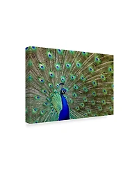 Galloimages Online 'Peacock Proud' Canvas Art - 47" x 30"