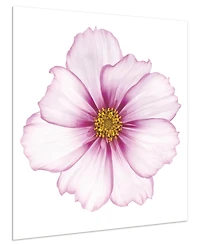 Empire Art Direct Magenta Cosmo on White Frameless Free Floating Tempered Glass Panel Graphic Wall Art, 40" x 40" x 0.2"