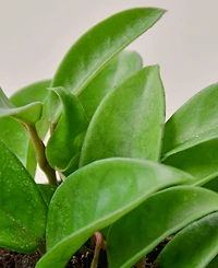 Hoya Carnosa Live Plant, 4" Pot