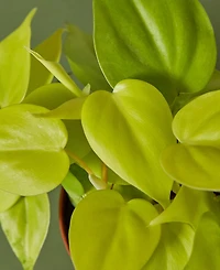 Philodendron 'Neon' Live Plant, 4" Pot