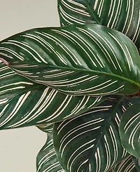Calathea 'Ornata' Live Plant, 6" Pot