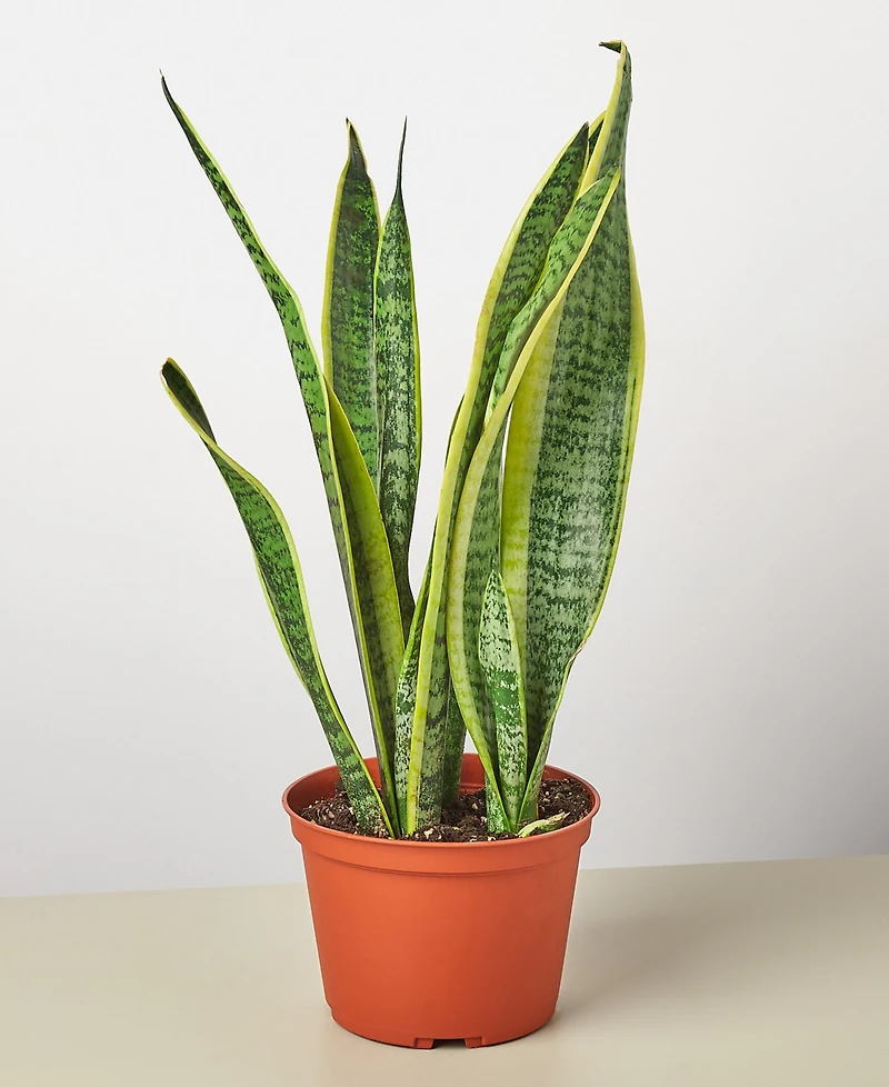 Snake Laurentii Live Plant, 6" Pot
