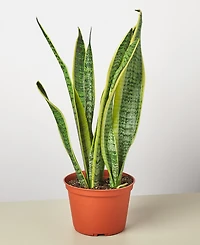 Snake Laurentii Live Plant, 6" Pot