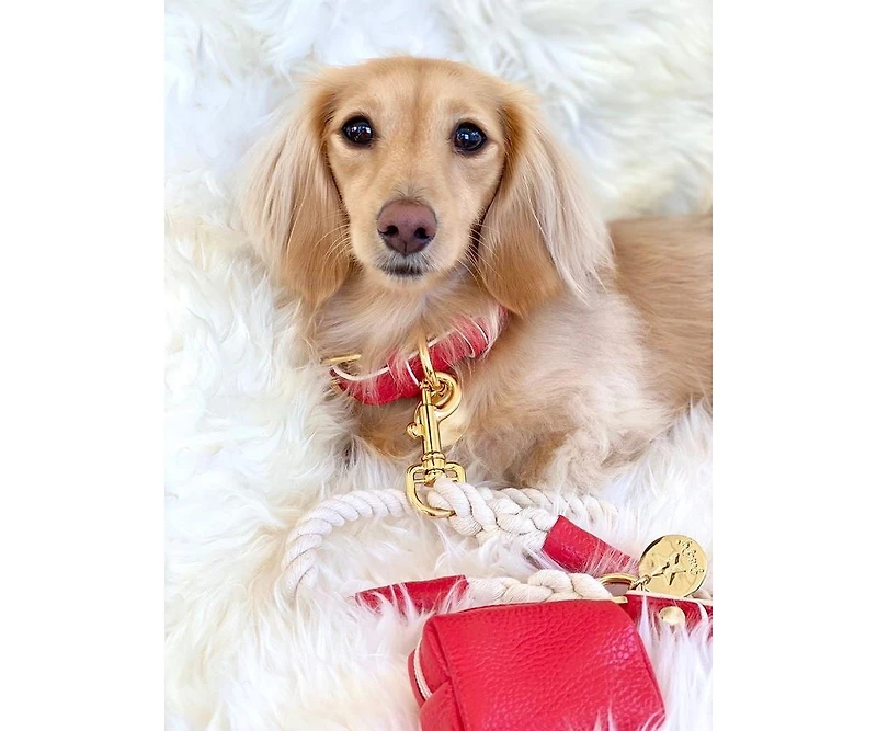 PoisePup Pet Dog Collar - Melting Hearts