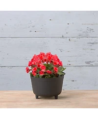 Novelty Mfg 48098 Antique Kettle Planter 9-Inch Black