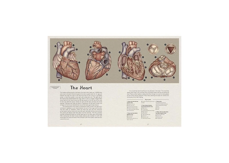 Anatomicum- Welcome to the Museum by Jennifer Z. Paxton